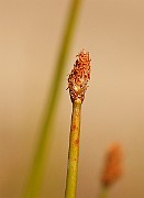 IMG_6243