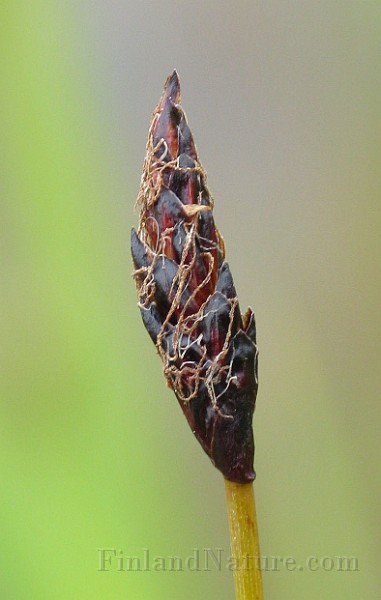 IMG_6697.jpg