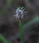 IMG_7520