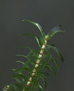 IMG_2658