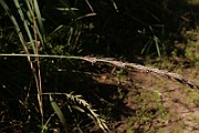 IMG_1177