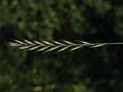 IMG_1564