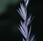 IMG_1583