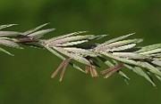 IMG_1584