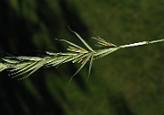 IMG_1595