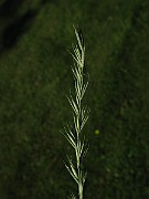 IMG_1597