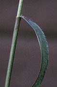 IMG_4578