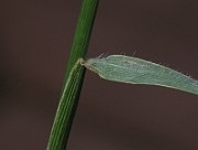 IMG_4579