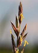 IMG_5771b