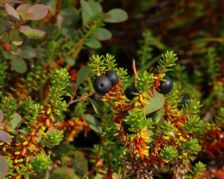 IMG_1394.JPG