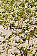 IMG_0032