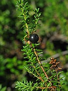 IMG_7646