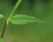 IMG_2080