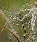 IMG_5263