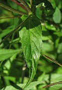 IMG_7649