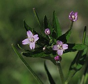 IMG_7651