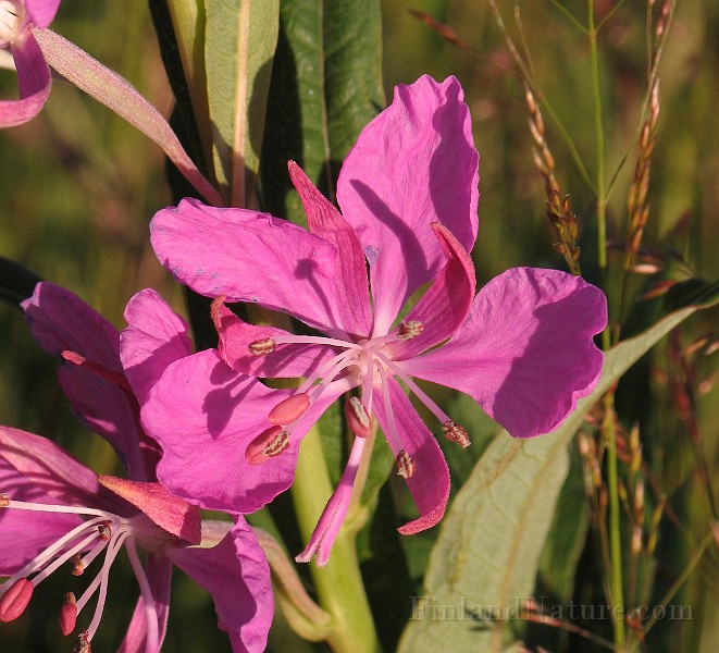 Epilobium_angustifolium2.jpg