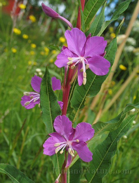 Epilobium_angustifolium4.jpg