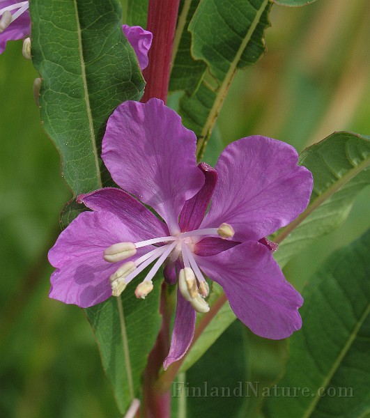 Epilobium_angustifolium6.jpg