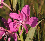 Epilobium_angustifolium2