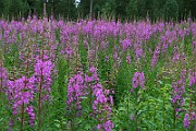 IMG_0332