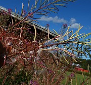 IMG_1729