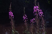 IMG_2887