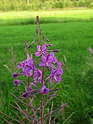 IMG_5313