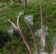 IMG_5419b