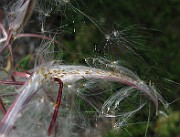 IMG_5420