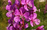 IMG_5759b