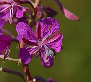 IMG_6513
