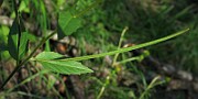 IMG_4350