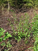 IMG_4353