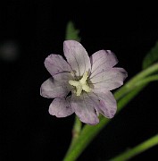 IMG_6948