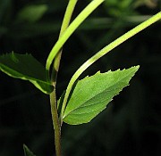 IMG_6949