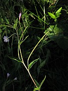 IMG_6950
