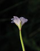 IMG_6952