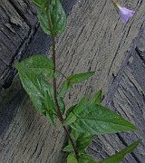 IMG_7250