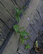 IMG_7251