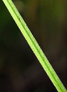 IMG_2809