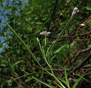 IMG_4145