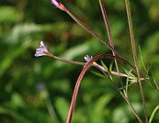IMG_6541