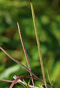 IMG_6542