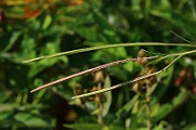 IMG_6544
