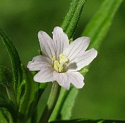 IMG_7748b