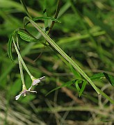 IMG_7750