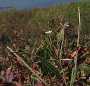 IMG_9981