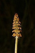 IMG_1013