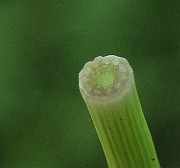 IMG_2563